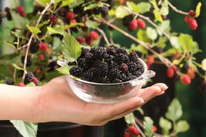 M�rier 'Mojo Berry' - M�rier nain