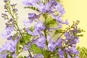 Jacaranda nain 'Bonsai Blue'