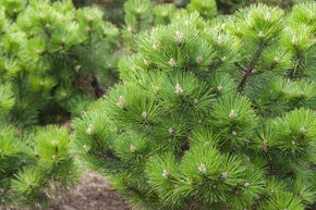 Pin noir nain 'Hornibrookiana'