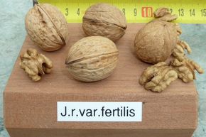 Noyer commun nain 'Fertilis'