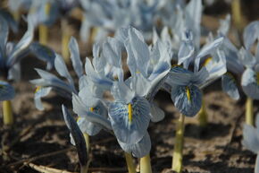 Iris nain 'Sheila Ann Germaney'