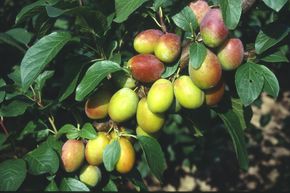 Prunier 'Colora'