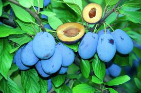 Prunier 'Haroma'