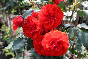 Rosier tige 'Remembrance'