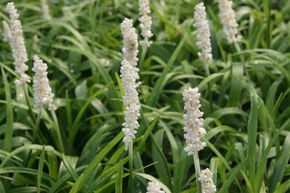 Liriope 'Monroe White'