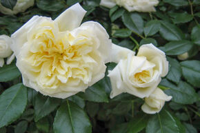 Rosier grimpant remontant 'Alberic Barbier'