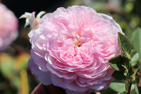 Rosier liane 'The Albrighton Rambler' remontant