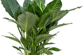 Lis de paix 'Silvana'