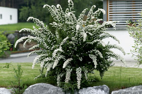 Spir�e dentel�e 'Grefsheim'