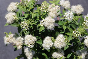 Spir�e japonaise 'Albiflora', nain