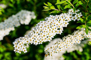 Spir�e � panicules blanches 'Grefsheim' - plante XXL
