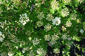 Spir�e du Japon 'Snowmound' - plante XXL