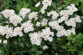 Spir�e du Japon 'Snowmound'