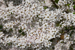 Spir�e de Thunberg 'Fujino Pink'