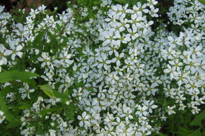 Spir�e de Thunberg