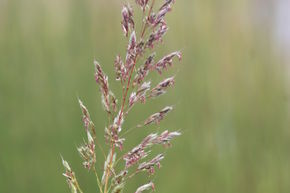 Herbe � barbe grise 'West Lake