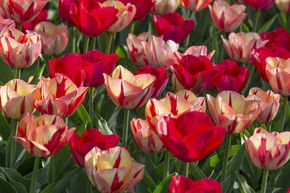 Tulipes Triomphe m�lange 'Spryng Break Mix�'