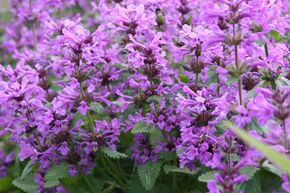 �piaire � grande fleurs 'Superba'