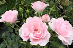 Rosier tige 'Bonica 82�'