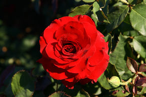 Rosier tige 'Ernest H. Morse'