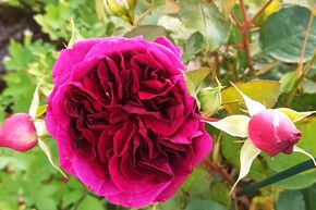 Rosier tige 'Munstead Wood�'