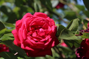 Rosier � tige 'Ruby Wedding'