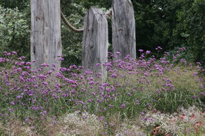Verveine de Buenos Aires