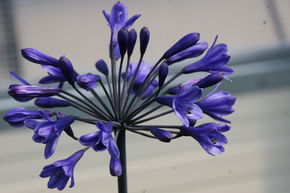 Agapanthe hybride 'Intermedia'