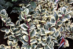 Houx 'Casanova�'