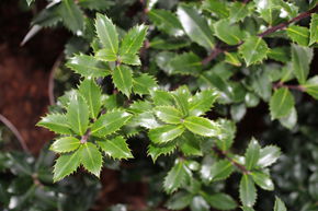 Houx 'Heckenpracht�'