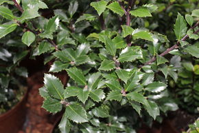 Houx 'Heckenstar�'