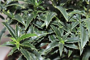 Houx � feuilles de Myrte