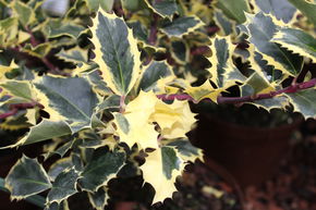 Houx � fleurs jaunes 'Rubricaulis Aurea'