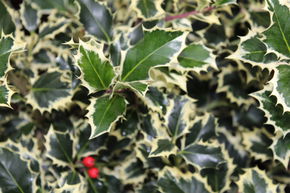 Houx 'Silver Queen'
