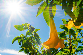 M�lange de Brugmansia