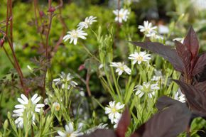 Stellaire des bois