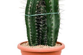 Stenocereus pruinosus