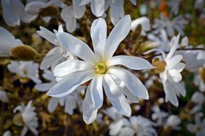 Magnolia �toil�