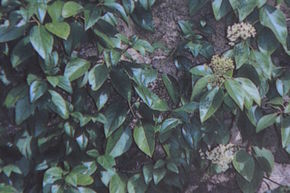 Hortensia �toil�