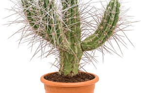 Cactus cure-dent