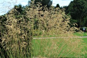 Avoine g�ante