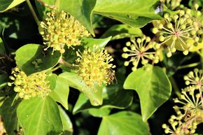 Lierre arbustif 'Arborescens'