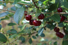 Cerisier arbustif 'Carmine Jewel'