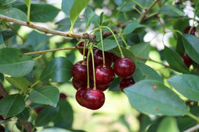 Cerisier nain 'Crimson Passion'