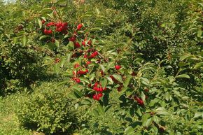 Cerisier arbustif 'Evans Cherry'
