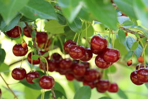 Cerisier arbustif 'Juliet'
