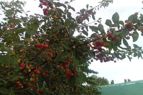 Cerisier arbustif 'Romeo'