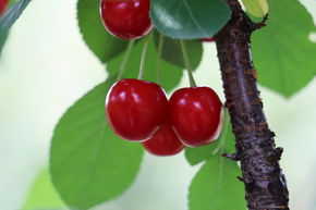 Cerisier arbustif 'Valentine'