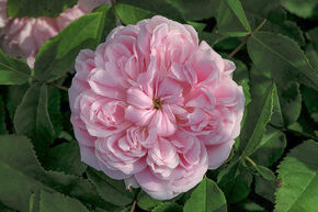 Rosier 'Jacques Cartier'