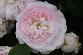 Rosier Maidens Blush